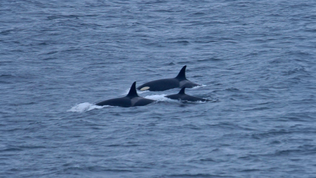 Killer whales passing Lamba Ness in Shetland