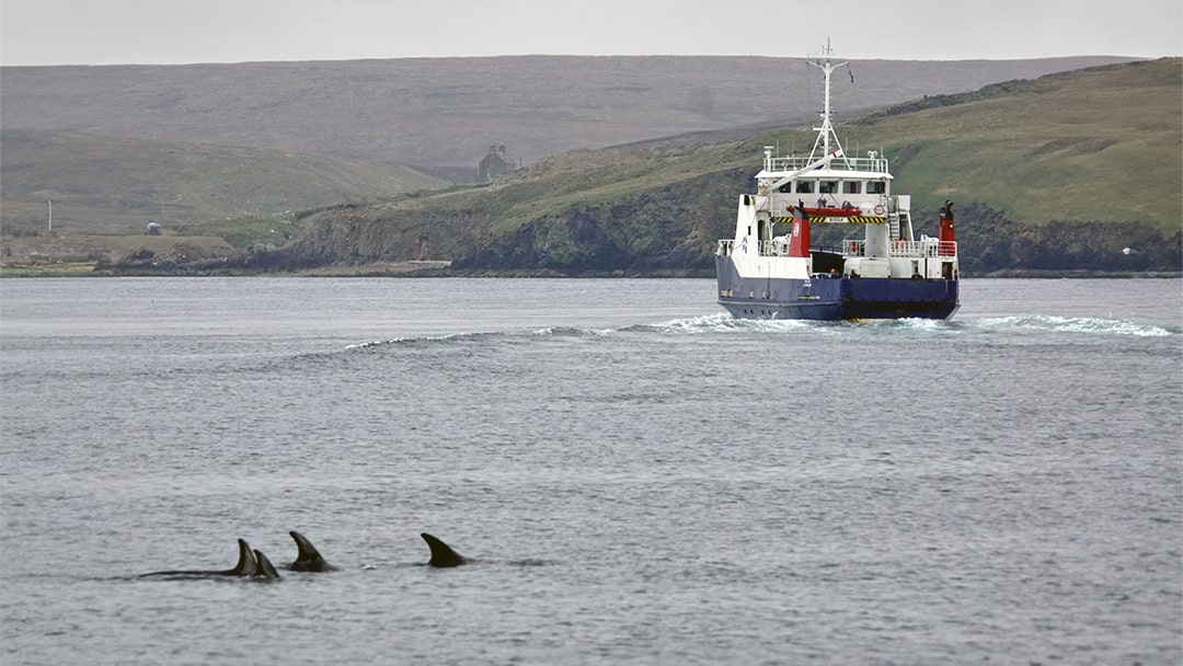 Risso's dolphins spotted near the MV Bigga at Belmont, Unst in Shetland