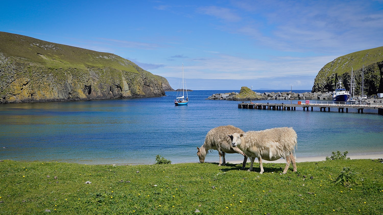 Sheep grazing on Fair Isle