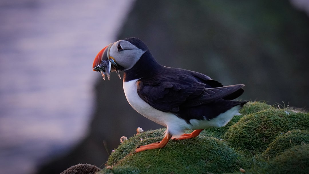 Spotting puffins near Fair Isle North Lighthouse