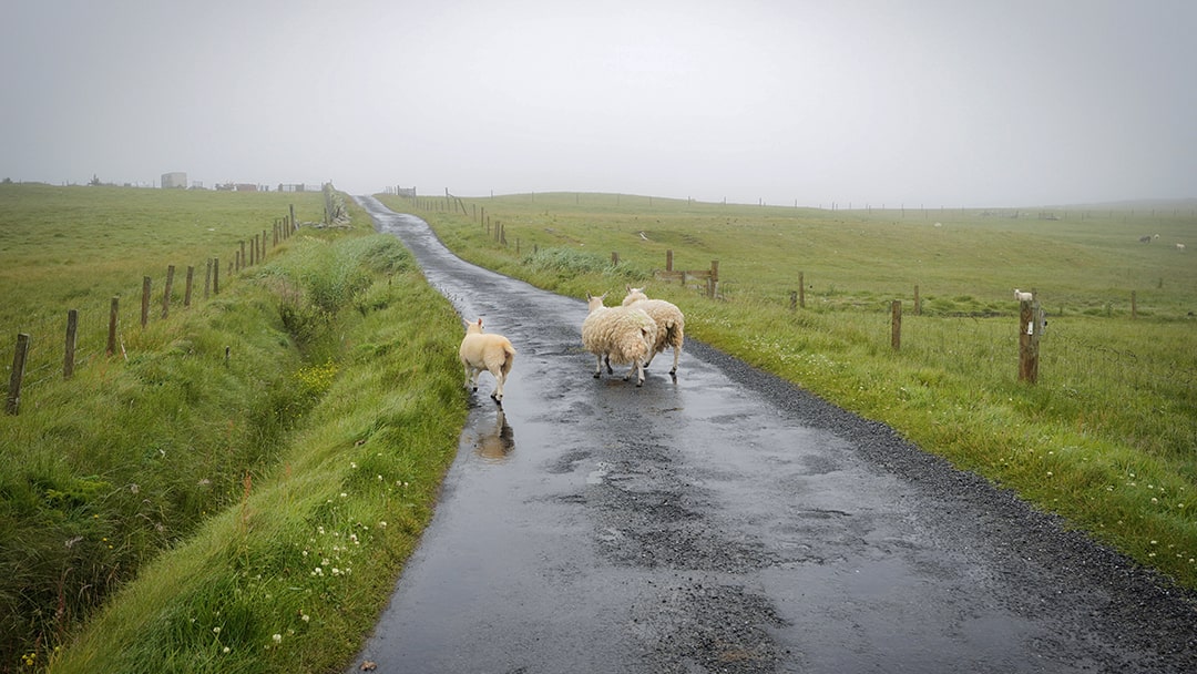 The only 'traffic' in Fair Isle - a few sheep leisurely strolling along