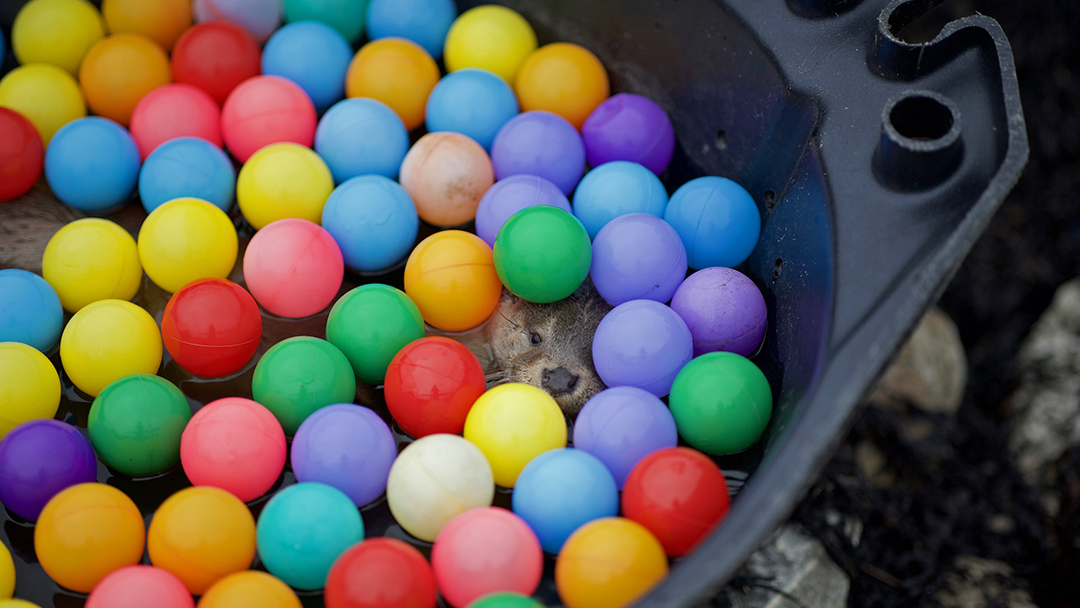 Molly plays in the ball pit