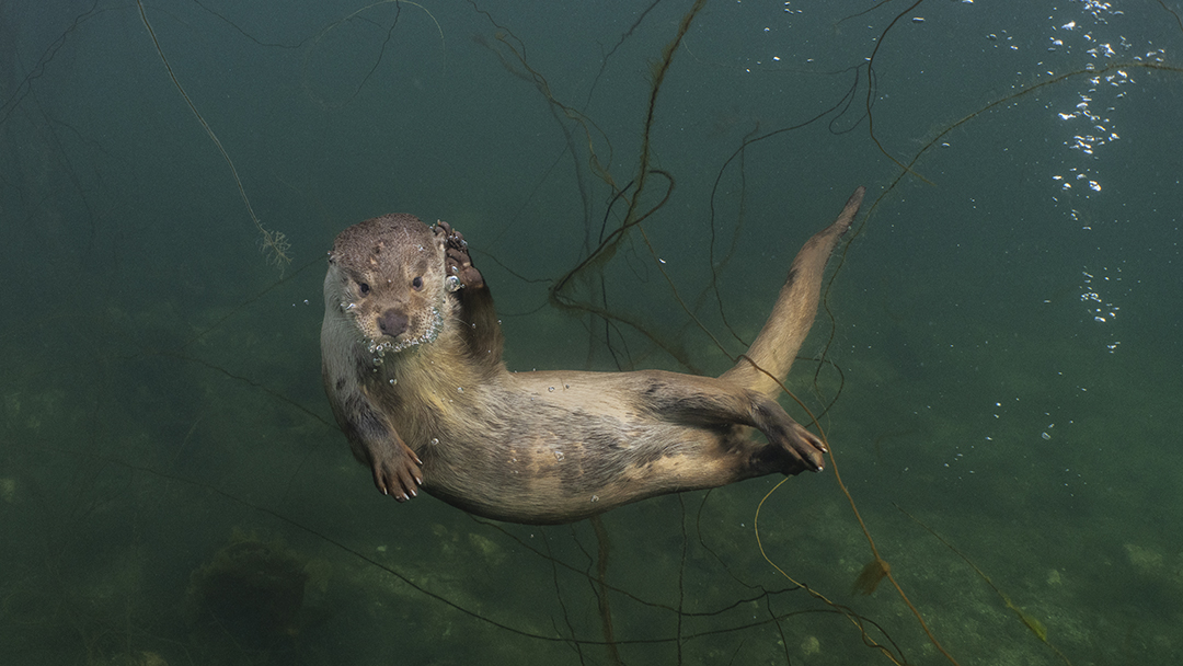 Molly swims underwater